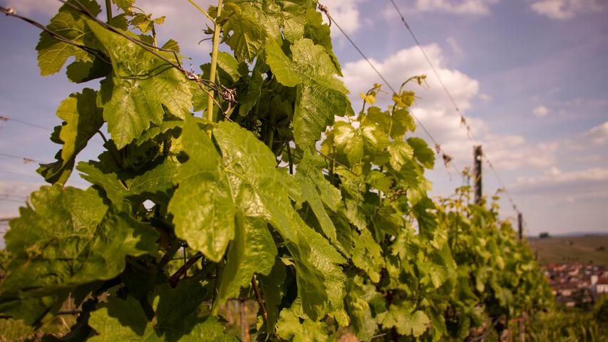 Die Volkacher Mainschleife ist das größte Weinanbaugebiet in ganz Franken. Bekannt ist die Region vor allem für ihren Silvaner-Wein.