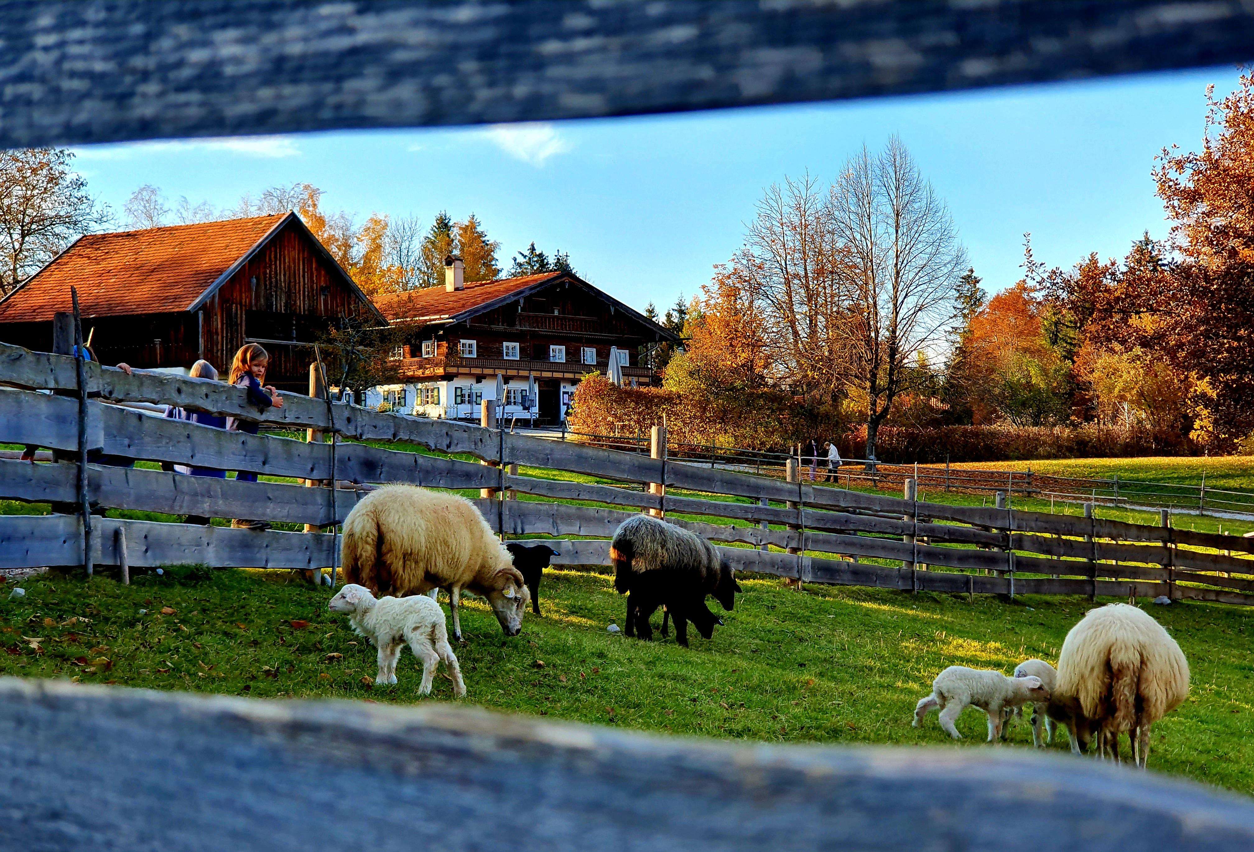 Schafsweide im Freilichtmuseum Glentleiten nahe Kochel am See. Hier stehen unzählige versetzte oberbayerische Bauernhöfe und Almen.
Schafsweide im Freilichtmuseum Glentleiten nahe Kochel am See. Hier stehen unzählige versetzte oberbayerische Bauernhöfe und Almen.
