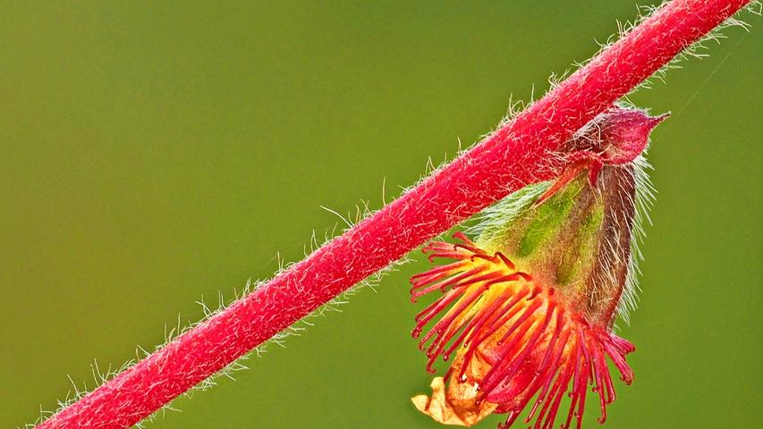 Blickfang im Herbst: Die Frucht des Kleinen Odermenning (Agrimonia eupatoria). Es ist eine alte Heilpflanze die bei Magenbeschwerden und Durchfällen angewendet wird.