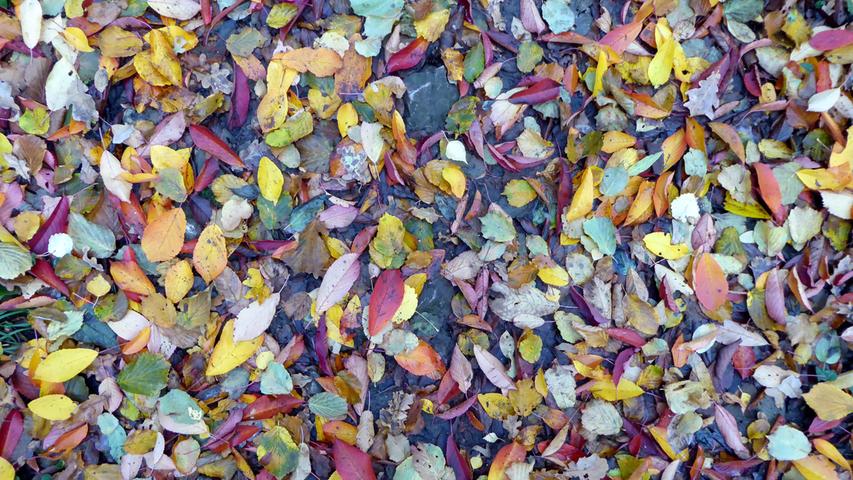 Herbstlaub in den schönsten Farben. Es lohnt sich also, ab und zu auch mal auf den Boden zu schauen.