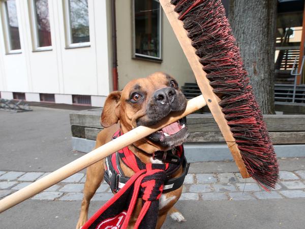 Boxer Max ist das Maskottchen der CSR-Aktivitäten des Clubs. Benannt ist er freilich nach Vereinsikone Max Morlock. 