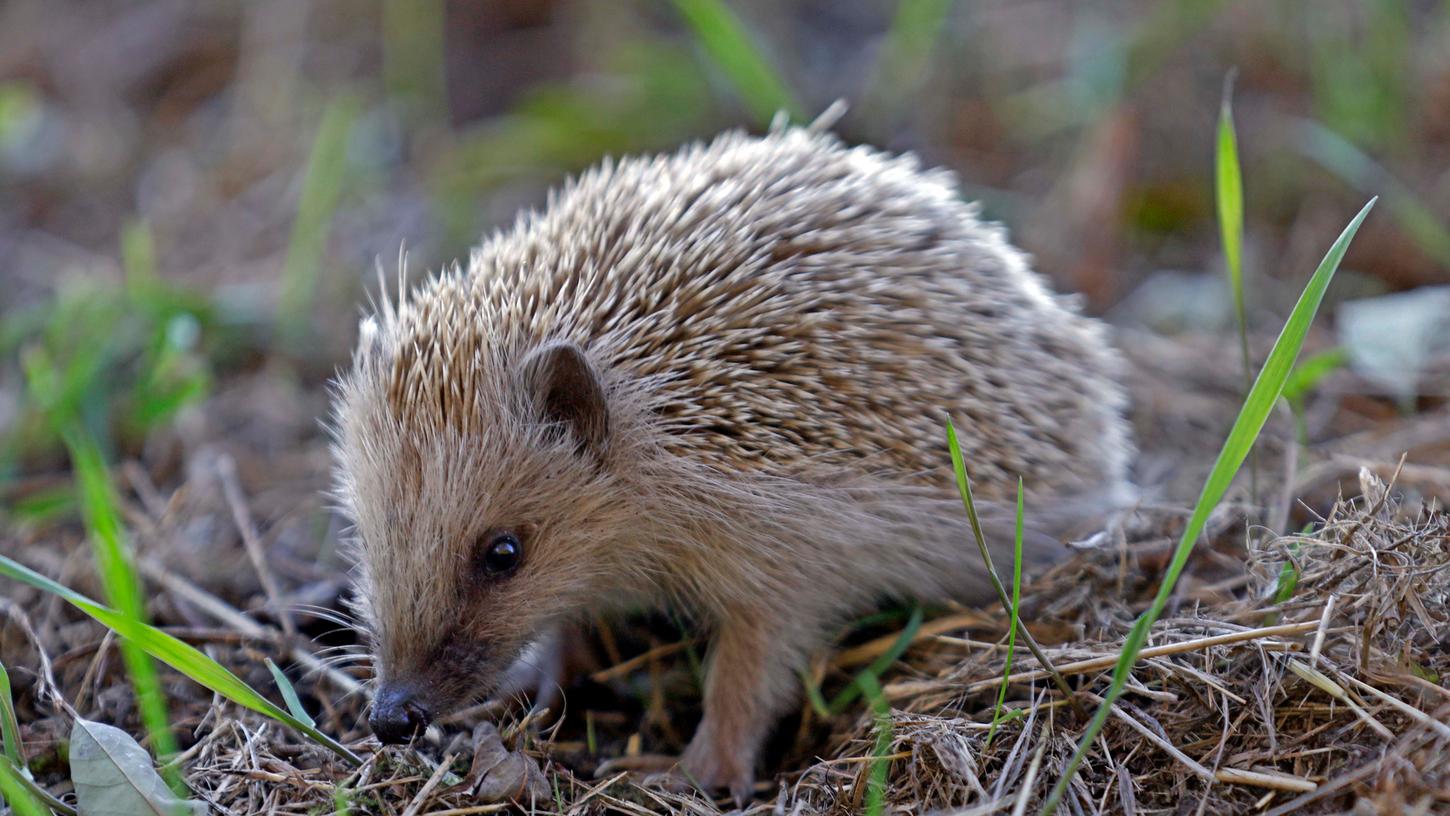 Etwa 80 Prozent der gefundenen Igel benötigen gar keine Hilfe, so ein Münchener Tierheim.
Etwa 80 Prozent der gefundenen Igel benötigen gar keine Hilfe, so ein Münchener Tierheim.