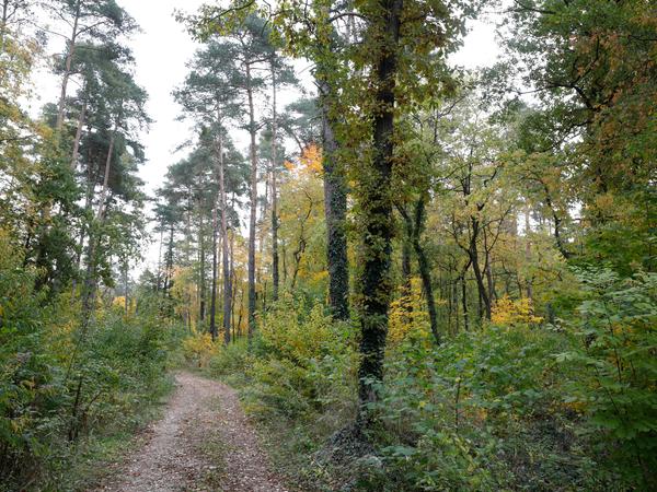 Lautstarker Protest gegen ICE-Werk im Nürnberger Reichswald