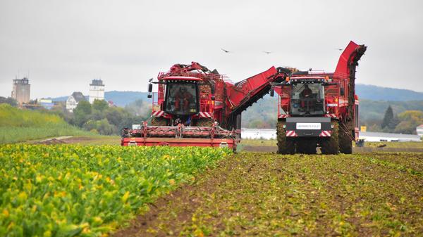 Zuckerrüben sind nach wie vor eine wichtige Feldfrucht, in Franken vor allem Richtung Unterfranken, rund um das große Zuckerwerk in Ochsenfurt. Bayernweit wurden Zuckerrüben im Jahr 2019 auf 67.641 Hektar angebaut. Eine Ernte von 5,59 Millionen Tonnen konnte von den Feldern gefahren werden.