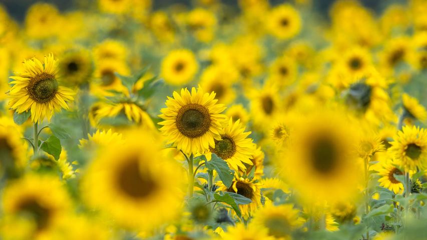 Auch Sonnenblumenkerne wollen natürlich irgendwo wachsen. Im Jahr 2019 wuchsen in Bayern auf 3043 Hektar Sonnenblumen. Der Ertrag lag bei etwa 9000 Tonnen.
