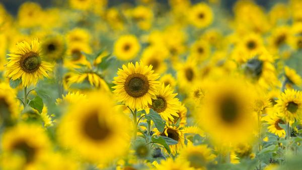 Auch Sonnenblumenkerne wollen natürlich irgendwo wachsen. Im Jahr 2019 wuchsen in Bayern auf 3043 Hektar Sonnenblumen. Der Ertrag lag bei etwa 9000 Tonnen.