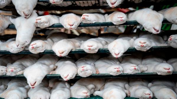 Dänemark erlässt aus Sorge vor einer Ausbreitung einer bei Nerzen aufgetretenen Mutation des Coronavirus weitreichende Beschränkungen in der Region Nordjütland. In Dänemark haben sich seit Juni mindestens 214 Menschen mit einer ursprünglich bei Nerzen aufgetretenen Coronavirus-Variante infiziert. Landesweit wurde Sars-CoV-2 in 216 Zuchtanlagen gefunden. Der als besorgniserregend eingestufte Cluster-5-Virustyp wurde bisher in fünf Anlagen und bei zwölf Menschen festgestellt. Die dänische Regierung hat angeordnet, die etwa 15 Millionen Nerze im Land zu töten.