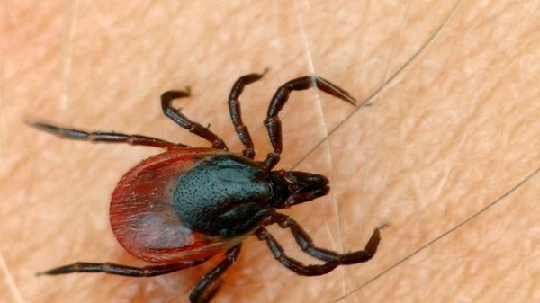 Borreliose wird durch Zecken übertragen, etwa zehn bis 20 Prozent der Tiere tragen das Bakterium in sich. Typisch bei einer Infektion ist eine wachsende Rötung um die Stichstelle. Später können das Nervensystem und die Gelenke stark beeinträchtigt werden. Borreliose ist durch Antibiotika recht gut behandelbar, anders als FSME, das ebenfalls durch Zecken übertragen wird. Durch eine FSME-Infektion kann es zu Hirnhaut-, Gehirn- oder Rückenmarksentzündungen kommen. 2019 gab es in Bayern 4259 Fälle von Borreliose und 202 nachgewiesene FSME-Infektionen.