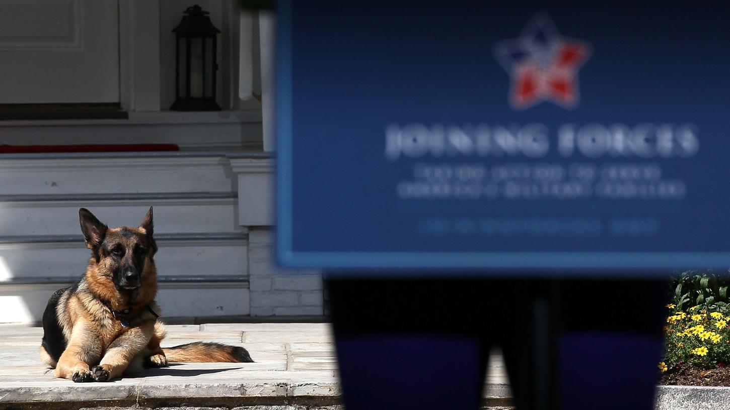 Dass er brav wartet, während sein Herrchen Reden hält, hat Schäferhund "Champ" schon bewiesen: Das Foto stammt von einem Auftritt des damaligen Vizepräsidenten Joe Biden aus dem Jahr 2012.