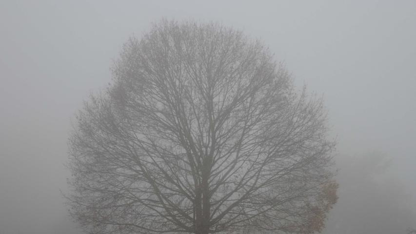 Wie man sich den November vorstellt: Ein Baum im Herbstnebel auf dem Moorenbrunnfeld.