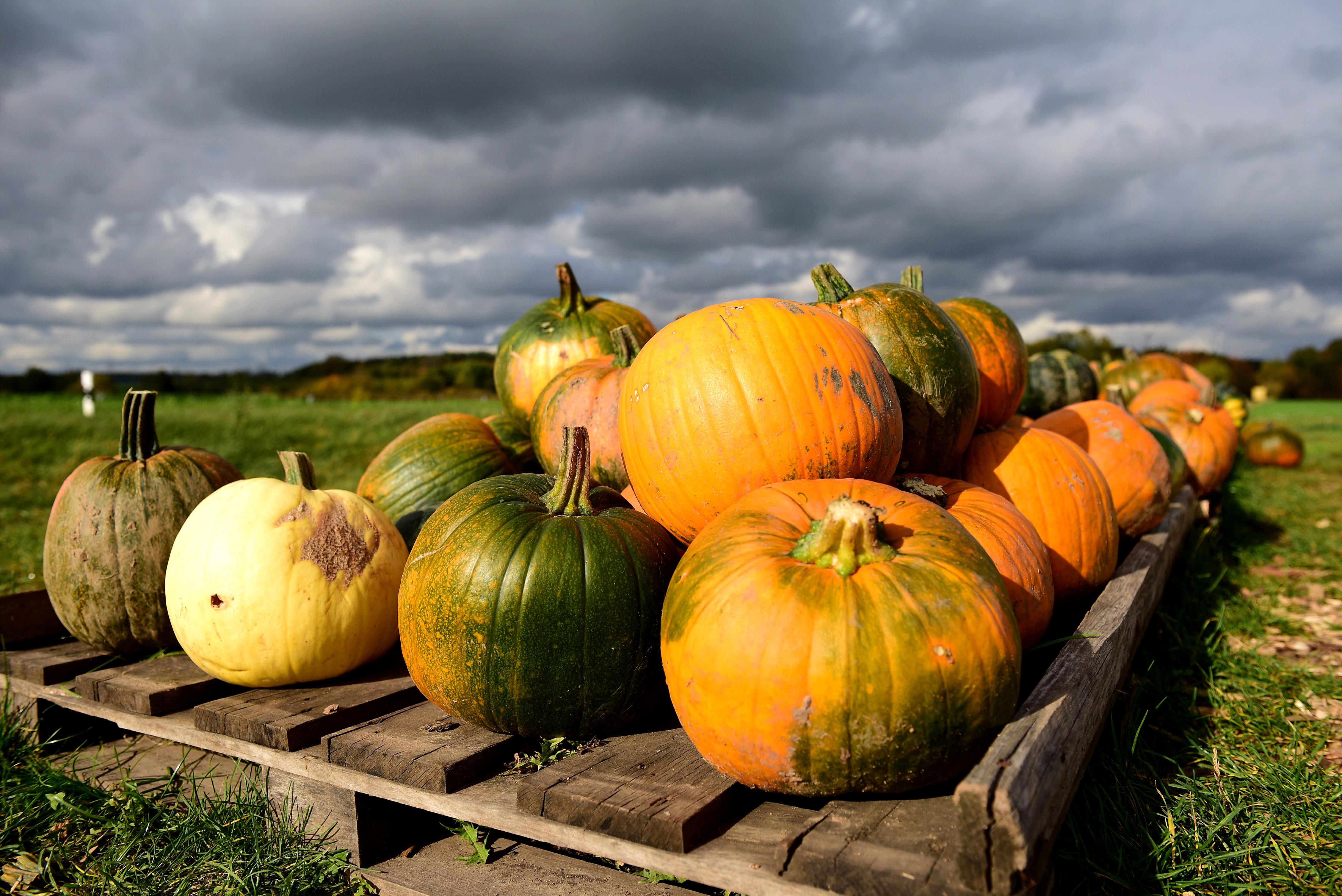 ...oder hier mit prächtigen Kürbissen im Straßenverkauf.