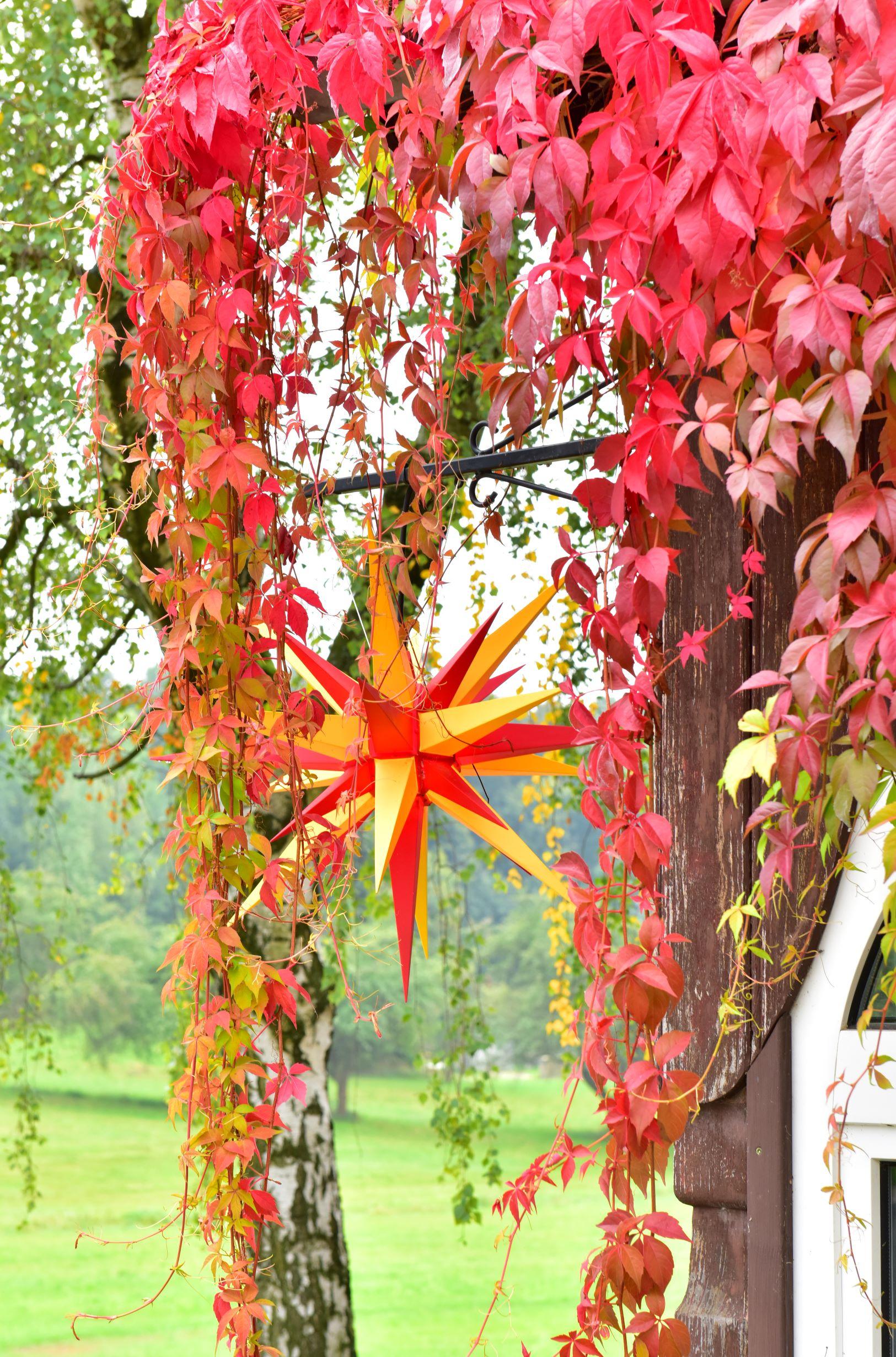 Herrnhuter Sterne - Dekobilder