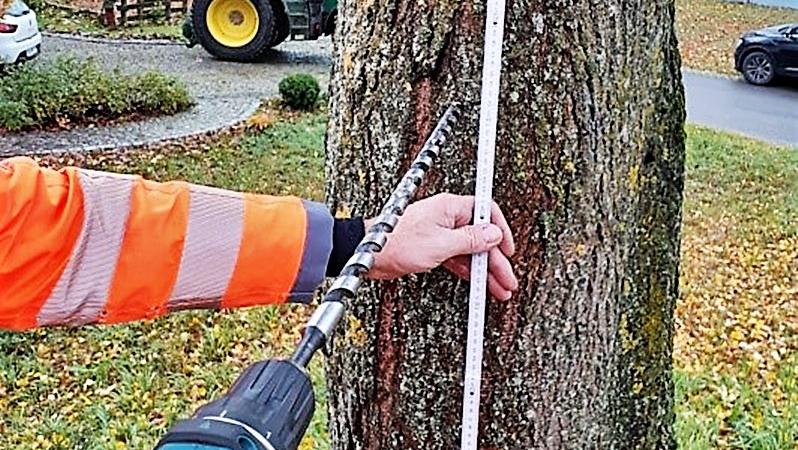 Probebohrungen an der Linde lieferten keine Gründe, den Baum zu fällen. Probebohrungen an der Linde lieferten keine Gründe, den Baum zu fällen.