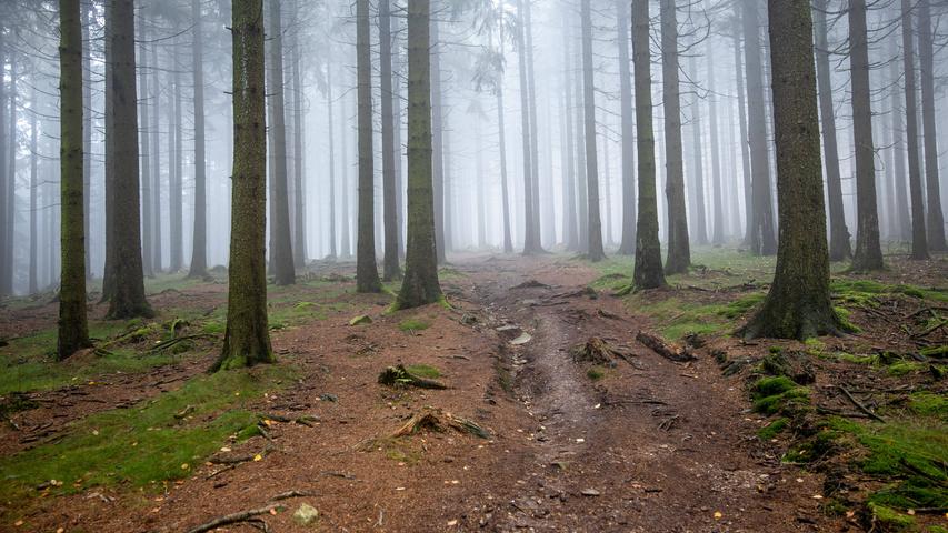 Strahlt unendliche Ruhe aus: Ein herbstlicher Laubwald im Nebel.