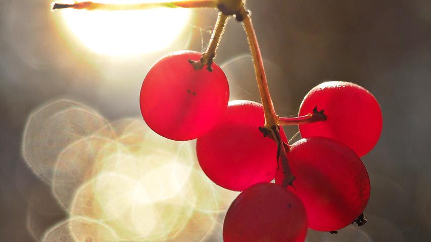 Die Früchte des Gewöhnlichen Schneeballs (Viburnum opulus) im Gegenlicht. Die Reflexe entstanden durch eine Wasserfläche in der die Sonne spiegelte. Die Droge aus der Rinde ist krampflösend und wird bis heute vor allem bei Menstruationsbeschwerden verwendet.