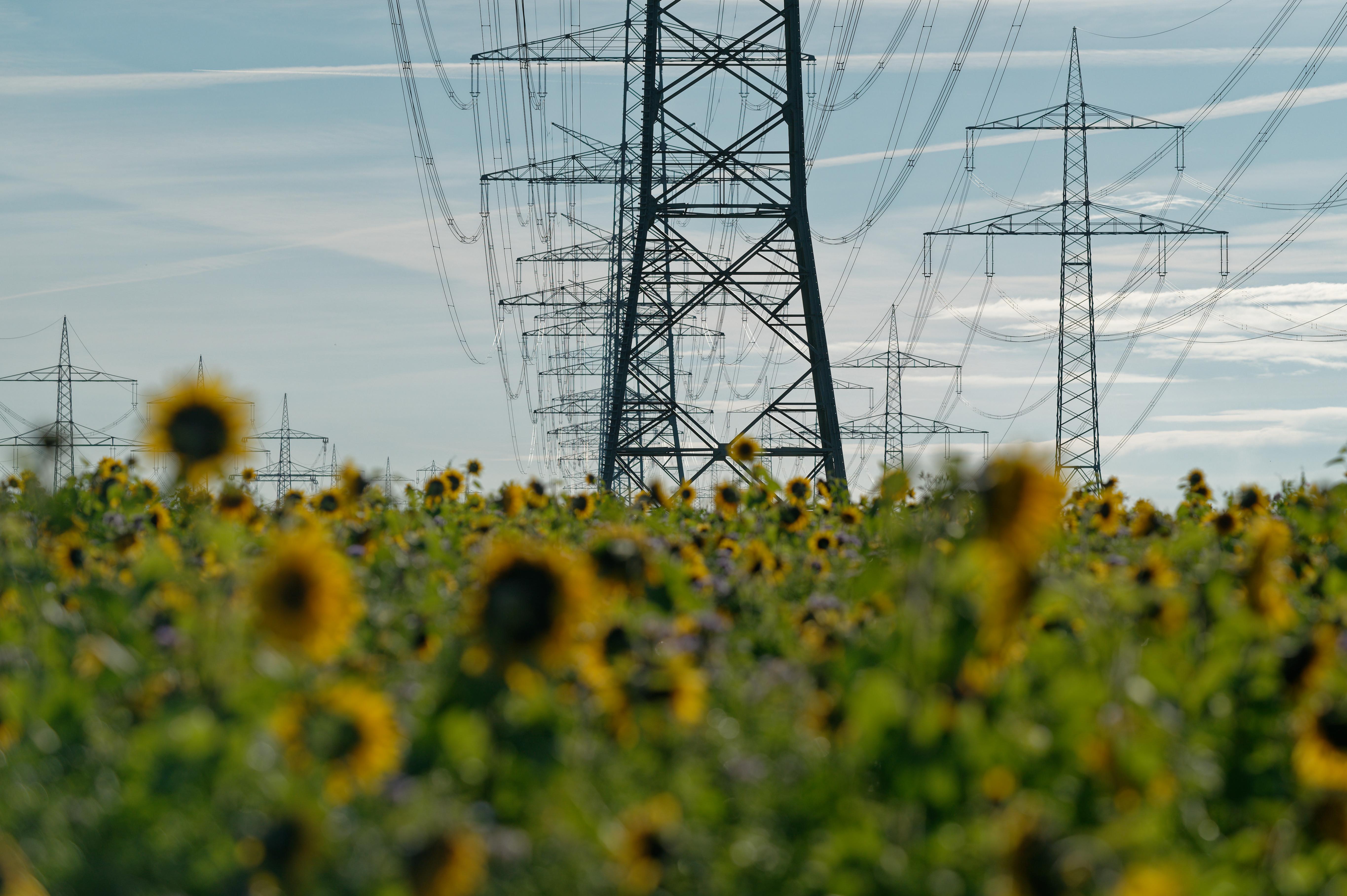 Späte Blüte - Sonnenblumen