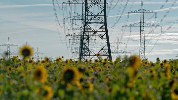 Späte Blüte - Sonnenblumen