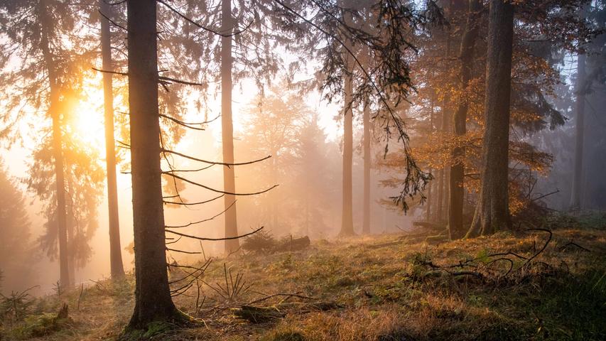  Die aufgehende Sonne scheint durch Nebelschwaden im herbstlichen Wald am Großen Feldberg im Taunus
