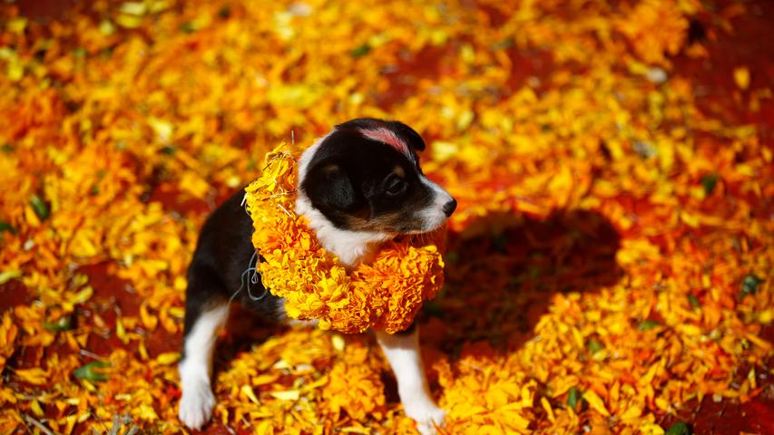 Ein geretteter Hund sitzt am Kukkur Tihar-Hundefest, das auf den zweiten Tag des Tihar-Festes fällt, im Tierheim mit einer Ringelblumengirlande und rotem Tika (Markierung von Zinnoberpulver) auf der Stirn. Menschen in Nepal ehren am Samstag Hunde mit Blumen-Girlanden und indem sie ihnen rotes Pulver auf die Stirn schmieren.