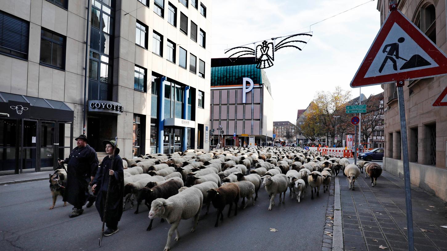 Dieses Foto aus dem Jahr 2020 zeigt den beeindruckenden Schafsmarsch quer durch Nürnberg. 