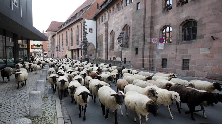 Schafherde auf dem Triebweg durch Nürnbergs Altstadt