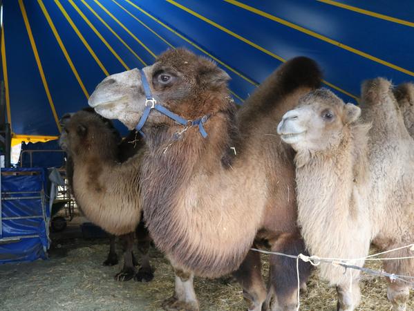 Zwei der Kamele sind trächtig und werden wohl im nächsten Jahr Junge zur Welt bringen. Aktuell kann man sie auf dem Festplatz in Bad Windsheim besuchen. Über Leckereien freuen sie sich. Zwei der Kamele sind trächtig und werden wohl im nächsten Jahr Junge zur Welt bringen. Aktuell kann man sie auf dem Festplatz in Bad Windsheim besuchen. Über Leckereien freuen sie sich.