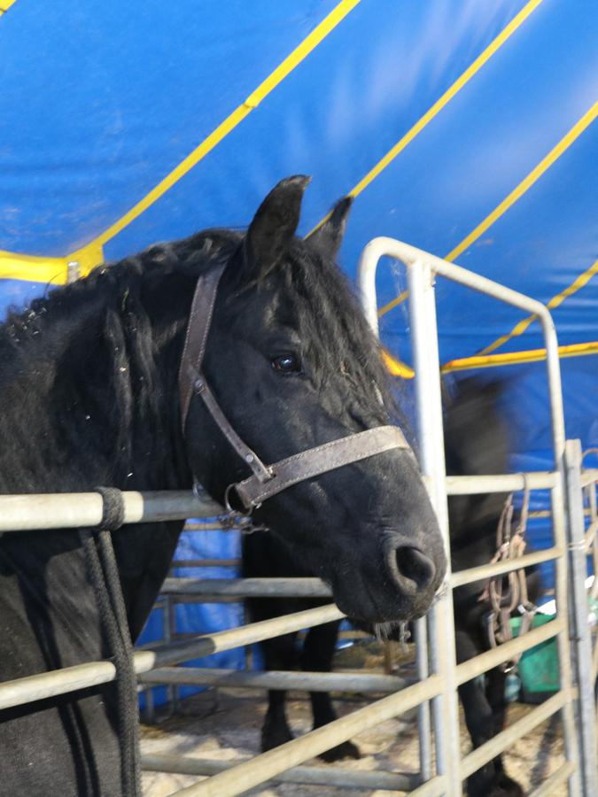 Mit den beeindruckenden schwarzen Friesen steht Zirkusdirektor Alberto Frank sonst in der Manege. Aktuell sind Vorstellungen nicht möglich. Mit den beeindruckenden schwarzen Friesen steht Zirkusdirektor Alberto Frank sonst in der Manege. Aktuell sind Vorstellungen nicht möglich.