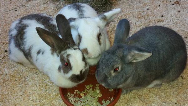 "Shae" und ihre beiden Prinzen sind ganz freundliche, aufgeschlossene Kaninchen. Speziell die beiden Buben haben in ihrem jugendlichen Alter eine Menge Energie, und sie genießen ihr Leben in vollen Zügen. Die drei sind eine sehr harmonische Gruppe, und sie mögen sich sehr. Uns ist bewusst, dass eine Dreiergruppe nicht ganz so einfach zu vermitteln ist, aber wer die drei in ihrem liebevollen Umgang miteinander erlebt hat, wird sofort verstehen, dass wir diese kleine Traumfamilie nicht trennen wollen. Familie "Shae" würde gern frei in der Wohnung leben, oder in einem eigenen Zimmer.