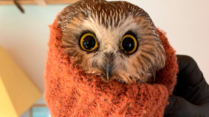 Weit gereist: Arbeiter rettet Eule aus Rockefeller-Weihnachtsbaum -  Panorama - nordbayern.de