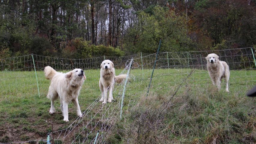 Als die Fremden auf die Weide zugehen. Schlagen die drei Pyrenäenberghunde sofort an. Denn alles was von außen kommt, gilt als Gefahr. Peter Dobrick kommt bewusst erst etwas später hinzu, um das Verhalten der Hunde zu demonstrieren. 