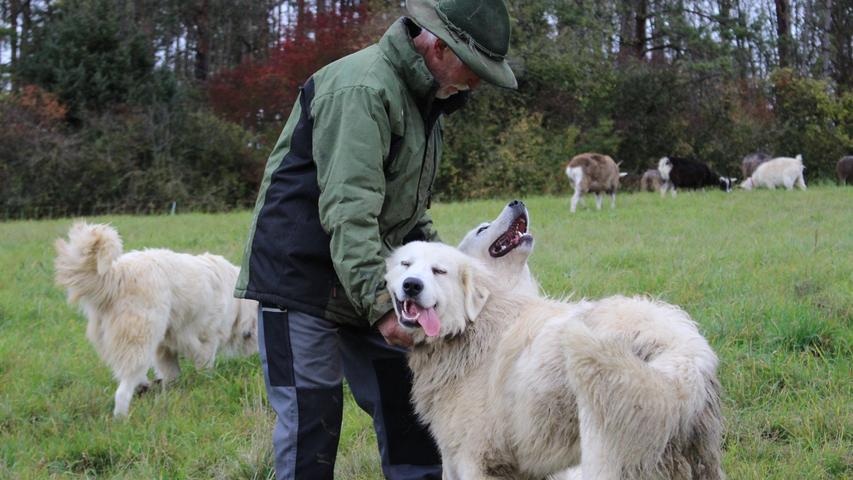 Als Peter Dobrick über den Weidezaun steigt, stürmen seine drei Hunde freudig auf ihn zu.