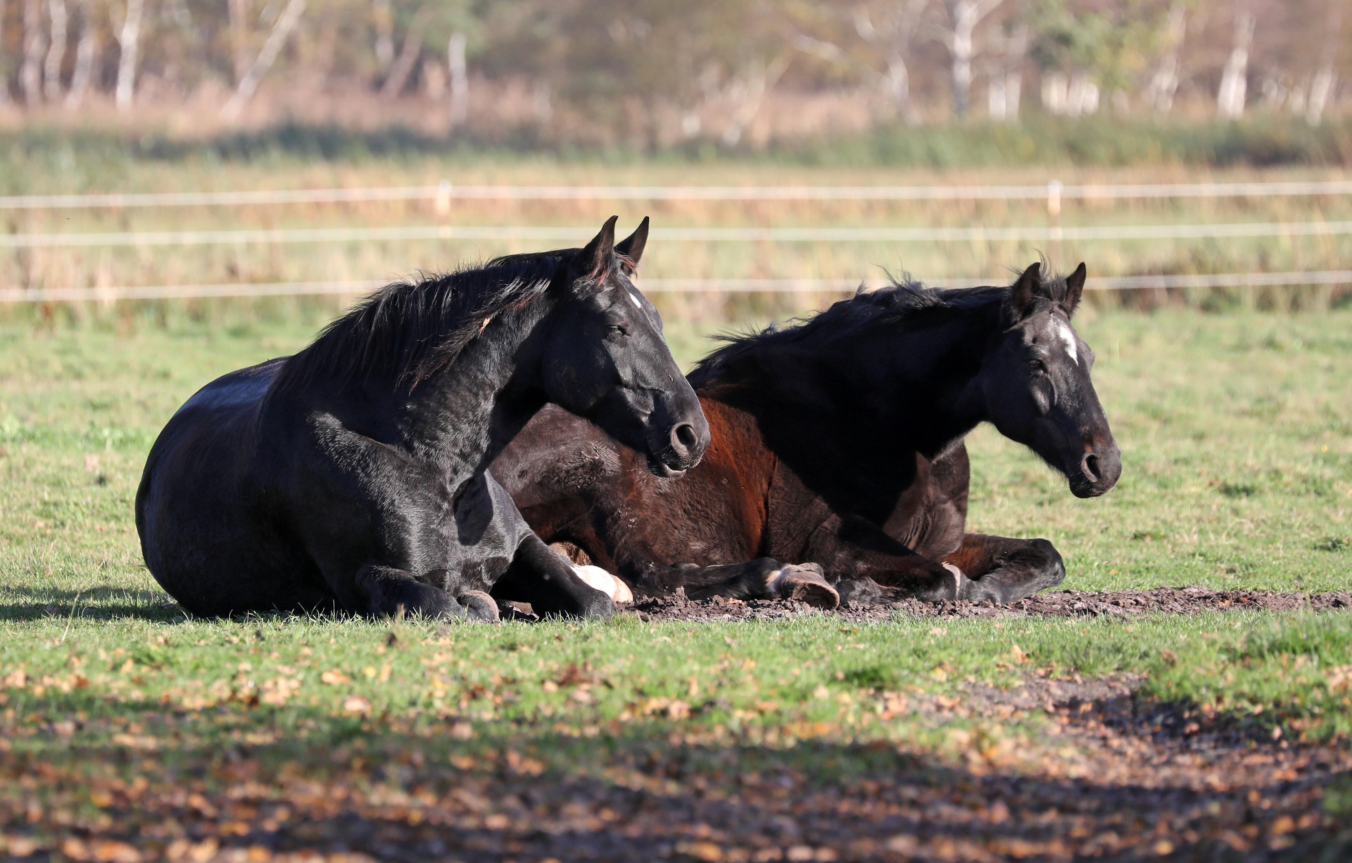 Tierarzt Klart Nach Rothenburg Tragodie Auf So Schnell Verhungern Rinder Rothenburg Nordbayern