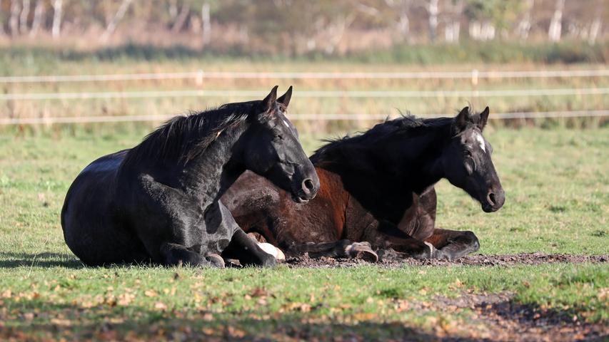 Sie finden sich zwar ganz am unteren Ende der bayerischen Schlachtstatistik, doch auch Pferde werden in Bayern getötet, um verzehrt zu werden. Ihr Fleisch wird meist in speziellen Pferdemetzgereien angeboten. Im Jahr 2019 wurden in Bayern 944 Pferde geschlachtet. Die Schlachtmenge betrug 249 Tonnen. Mit Abstand die meisten Pferde wurden mit 462 Tieren in Niederbayern geschlachtet.
