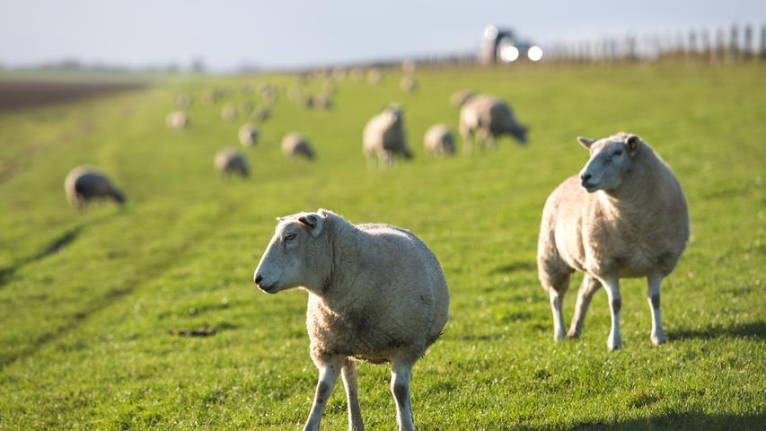 Insgesamt 12.433 Schafe wurden 2019 in Bayern geschlachtet. Die Schlachtmenge betrug 373 Tonnen. Als 