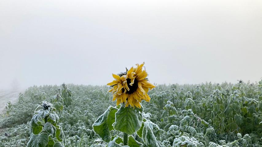 Im Nebel und in der  frostkalter Morgenluft gibt diese letzte Sonnenblume ein farbenfrohes Statement ab.
