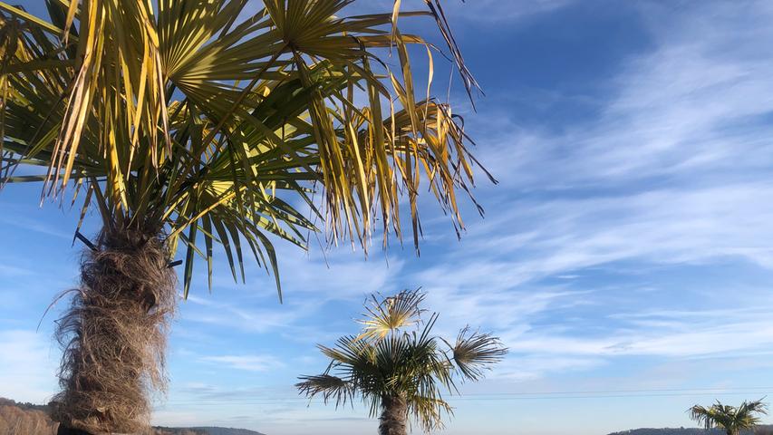 Fast könnte man sich an einem Strand in der Karibik wähnen, tatsächlich aber stehen diese Palmen am Ufer des Kleinen Brombachsees.