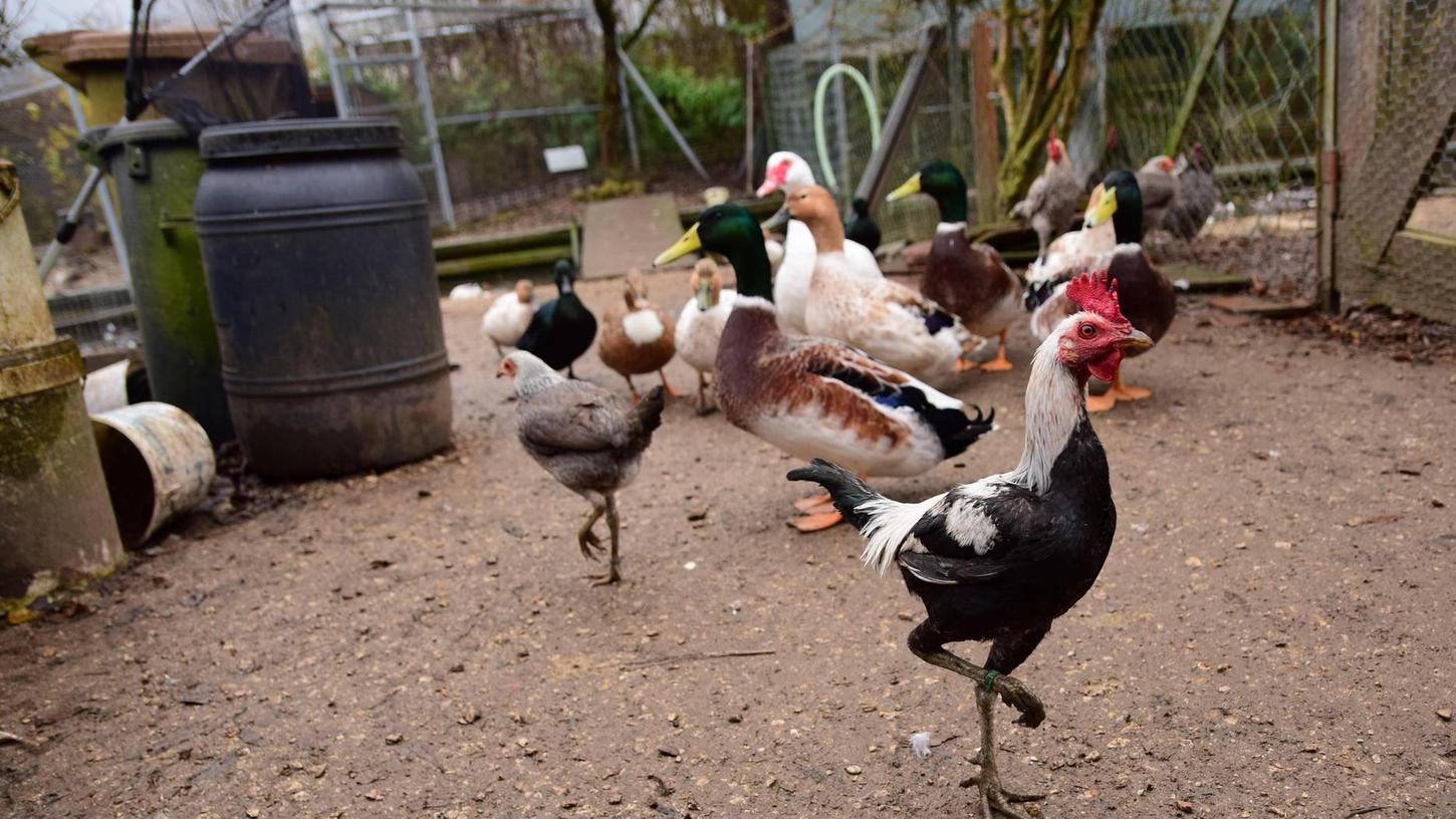 Erst Corona, jetzt die Vogelgrippe: Geflügelzuchtverein bangt um Existenz