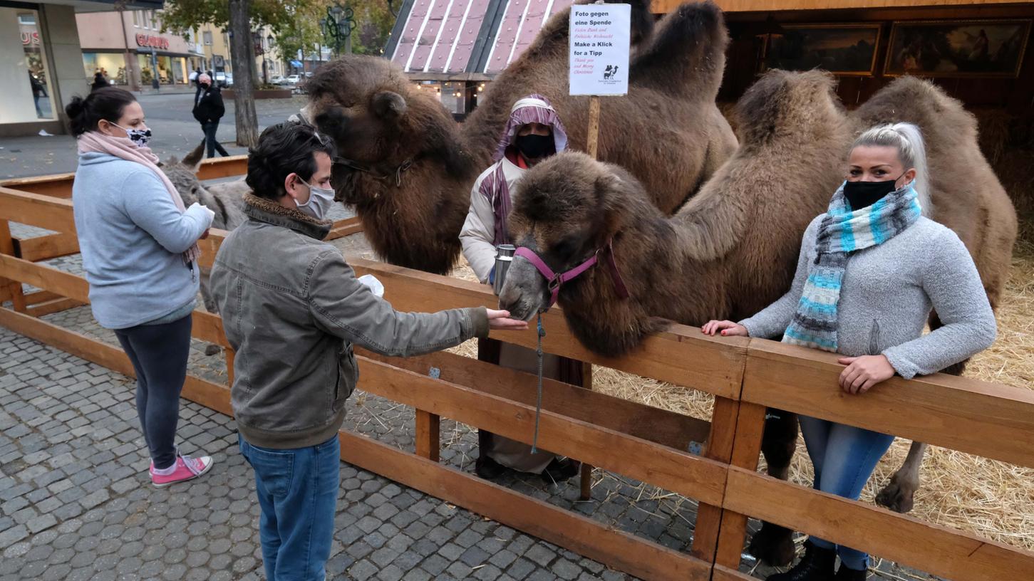 Passanten füttern die Kamele der "lebenden Krippe" am Weißen Turm. Artistin Romina Schubert (mit Schal) ist froh, dass die Stadt den Stand genehmigt hat.
