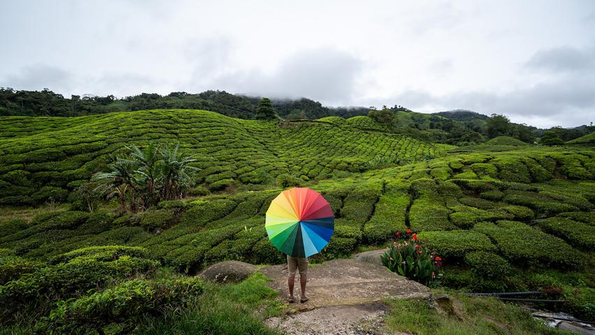 Ein Mann wandert mit einem kunterbunten Regenschirm durch eine Teeplantage in Malaysia.