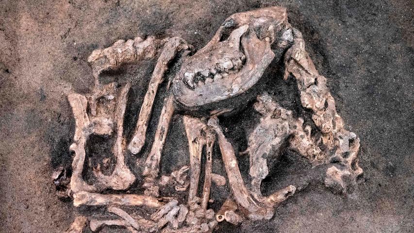 Das Foto zeigt das sehr gut erhaltene Skelett eines Hundes, der vor rund 8400 Jahren gestorben ist. Erstmals öffentlich zu sehen war dieser Sensationsfund nun im Blekinge Museum im schwedischen Karlskrona. Entdeckt worden war das Tier bei Ausgrabungsarbeiten unweit von Solvesborg.