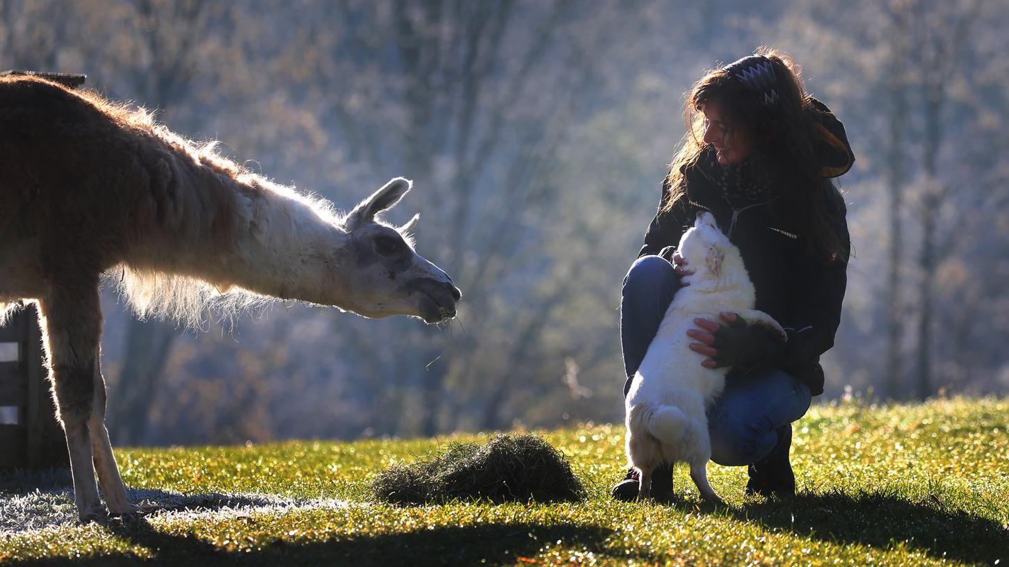 Auch das 20 Jahre alte Lama Trolli lebt auf dem Kemptener Gnadenhof von "Zuflucht für Tiere im Allgäu".