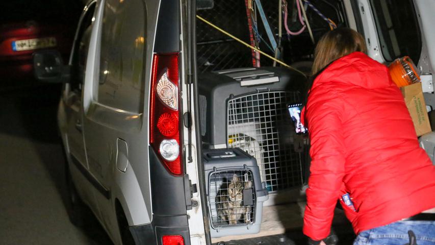 Tierhoarding in Ezelsdorf: Frau warf eine Katze aus dem Fenster, als die Retter kamen