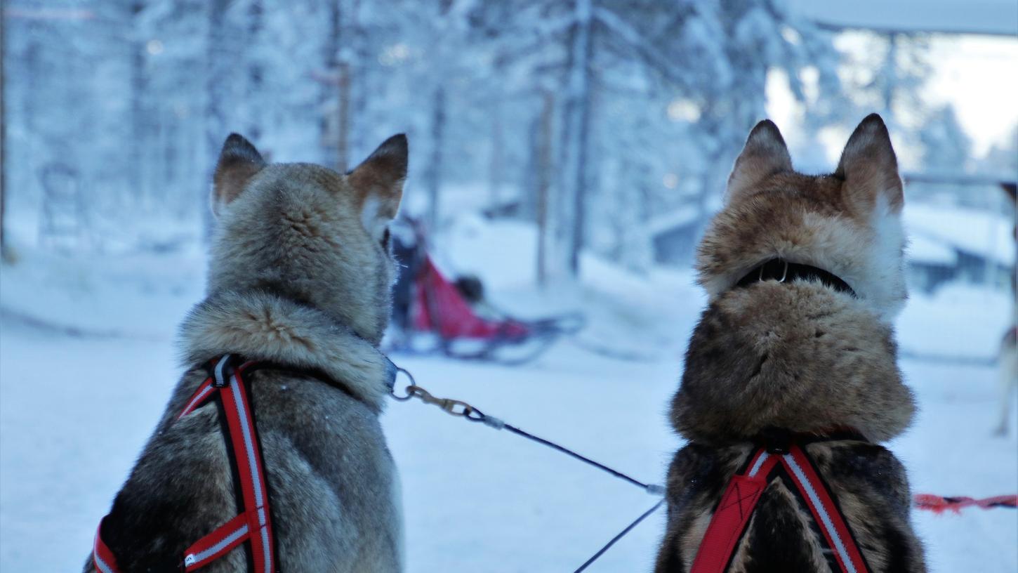 Das Fahren mit dem Hundeschlitten ist in Norwegen Tradition und bei Touristen beliebt.