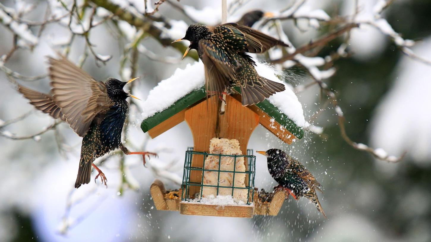 Vogelfütterung: Buntes Treiben in den Gärten