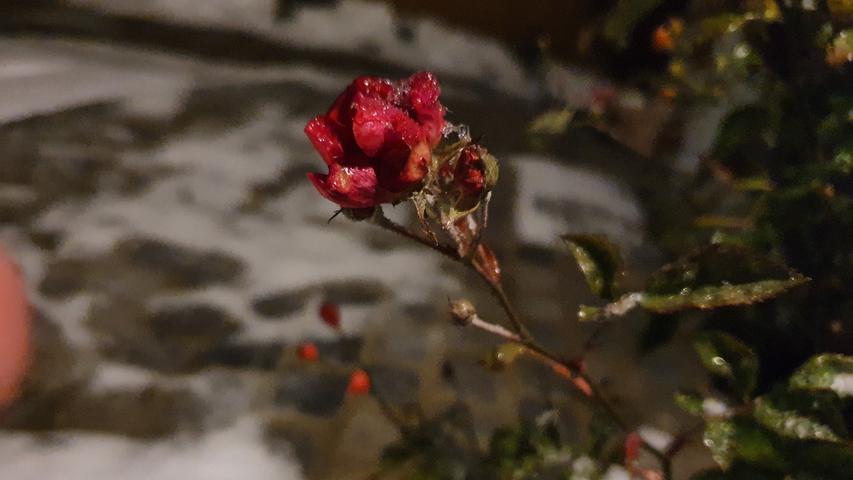 Auch dieser noch immer blühende Rosenstrauch wurde vom ersten Schnee überrascht.