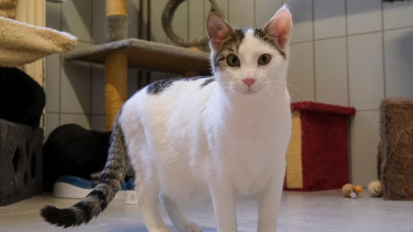 Warum es für das getigert-weiße Geschwisterpärchen „Harry“ und „Hanni“ bisher mit einem neuen Zuhause noch nicht geklappt hat, versteht man im Tierheim Neumarkt nicht. Vermutet wird, dass es daran liegt, dass sich „Harry“ und „Hanni“ bei fremden Menschen erst einmal in Sicherheit bringen. Bringt man aber diesen Katzen Ruhe und Geduld entgegen und gibt ihnen die Möglichkeit, ihren Menschen besser kennen zu lernen, gehen „Harry“ und „Hanny“ ihrem Menschen so um die Beine, wie sie dies bei den Pflegern im Tierheim auch tun. Die Geschwister kamen als Fundtiere ins Tierheim, sie sind jetzt 8 Monate alt und sie sind geimpft, kastriert und gekennzeichnet. Wer sich für das Duo interessiert, sollte ihnen ein ruhiges Zuhause bieten können und später, nach entsprechender Eingewöhnungszeit, Freigang in verkehrsberuhigter Gegend, denn Freiheitsdrang ist vorhanden.
Das Tierheim Neumarkt bleibt aufgrund der Corona-Pandemie bis auf Weiteres für Besucher, Gassigeher und Katzenstreichler immer noch geschlossen. Beratungsgespräche mit Interessenten, die ein Tier adoptieren möchten, können deshalb erst einmal nur telefonisch stattfinden, danach werden Einzeltermine vereinbart. Die Telefonzeiten für die Tiervermittlung (Anfragen, Beratung und Terminvergabe) sind täglich (außer an Sonn- und Feiertagen) von 14.30 Uhr bis 17 Uhr unter der Telefonnummer (09181) 22862. In Notfällen und im Falle von Fundtieren ist das Tierheim ebenfalls unter dieser Telefonnummer erreichbar. Hier geht es zur Internet-Seite des Tierheims Warum es für das getigert-weiße Geschwisterpärchen „Harry“ und „Hanni“ bisher mit einem neuen Zuhause noch nicht geklappt hat, versteht man im Tierheim Neumarkt nicht. Vermutet wird, dass es daran liegt, dass sich „Harry“ und „Hanni“ bei fremden Menschen erst einmal in Sicherheit bringen. Bringt man aber diesen Katzen Ruhe und Geduld entgegen und gibt ihnen die Möglichkeit, ihren Menschen besser kennen zu lernen, gehen „Harry“ und „Hanny“ ihrem Menschen so um die Beine, wie sie dies bei den Pflegern im Tierheim auch tun. Die Geschwister kamen als Fundtiere ins Tierheim, sie sind jetzt 8 Monate alt und sie sind geimpft, kastriert und gekennzeichnet. Wer sich für das Duo interessiert, sollte ihnen ein ruhiges Zuhause bieten können und später, nach entsprechender Eingewöhnungszeit, Freigang in verkehrsberuhigter Gegend, denn Freiheitsdrang ist vorhanden.
Das Tierheim Neumarkt bleibt aufgrund der Corona-Pandemie bis auf Weiteres für Besucher, Gassigeher und Katzenstreichler immer noch geschlossen. Beratungsgespräche mit Interessenten, die ein Tier adoptieren möchten, können deshalb erst einmal nur telefonisch stattfinden, danach werden Einzeltermine vereinbart. Die Telefonzeiten für die Tiervermittlung (Anfragen, Beratung und Terminvergabe) sind täglich (außer an Sonn- und Feiertagen) von 14.30 Uhr bis 17 Uhr unter der Telefonnummer (09181) 22862. In Notfällen und im Falle von Fundtieren ist das Tierheim ebenfalls unter dieser Telefonnummer erreichbar. Hier geht es zur Internet-Seite des Tierheims