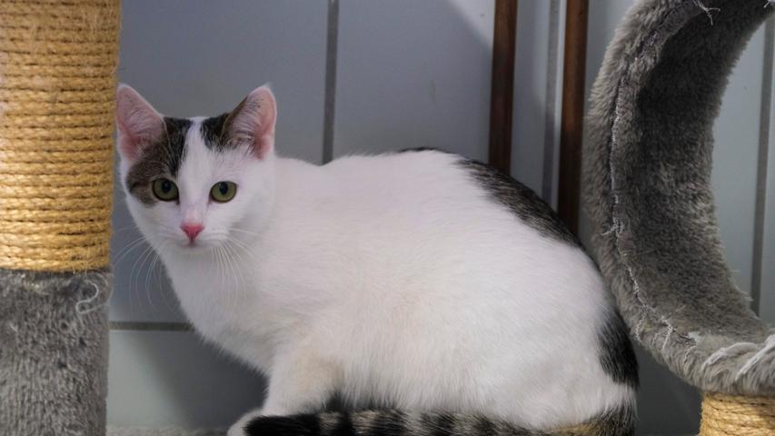 Warum es für das getigert-weiße Geschwisterpärchen „Harry“ und „Hanni“ bisher mit einem neuen Zuhause noch nicht geklappt hat, versteht man im Tierheim Neumarkt nicht. Vermutet wird, dass es daran liegt, dass sich „Harry“ und „Hanni“ bei fremden Menschen erst einmal in Sicherheit bringen. Bringt man aber diesen Katzen Ruhe und Geduld entgegen und gibt ihnen die Möglichkeit, ihren Menschen besser kennen zu lernen, gehen „Harry“ und „Hanny“ ihrem Menschen so um die Beine, wie sie dies bei den Pflegern im Tierheim auch tun. Die Geschwister kamen als Fundtiere ins Tierheim, sie sind jetzt 8 Monate alt und sie sind geimpft, kastriert und gekennzeichnet. Wer sich für das Duo interessiert, sollte ihnen ein ruhiges Zuhause bieten können und später, nach entsprechender Eingewöhnungszeit, Freigang in verkehrsberuhigter Gegend, denn Freiheitsdrang ist vorhanden.
Das Tierheim Neumarkt bleibt aufgrund der Corona-Pandemie bis auf Weiteres für Besucher, Gassigeher und Katzenstreichler immer noch geschlossen. Beratungsgespräche mit Interessenten, die ein Tier adoptieren möchten, können deshalb erst einmal nur telefonisch stattfinden, danach werden Einzeltermine vereinbart. Die Telefonzeiten für die Tiervermittlung (Anfragen, Beratung und Terminvergabe) sind täglich (außer an Sonn- und Feiertagen) von 14.30 Uhr bis 17 Uhr unter der Telefonnummer (09181) 22862. In Notfällen und im Falle von Fundtieren ist das Tierheim ebenfalls unter dieser Telefonnummer erreichbar. Hier geht es zur Internet-Seite des Tierheims Warum es für das getigert-weiße Geschwisterpärchen „Harry“ und „Hanni“ bisher mit einem neuen Zuhause noch nicht geklappt hat, versteht man im Tierheim Neumarkt nicht. Vermutet wird, dass es daran liegt, dass sich „Harry“ und „Hanni“ bei fremden Menschen erst einmal in Sicherheit bringen. Bringt man aber diesen Katzen Ruhe und Geduld entgegen und gibt ihnen die Möglichkeit, ihren Menschen besser kennen zu lernen, gehen „Harry“ und „Hanny“ ihrem Menschen so um die Beine, wie sie dies bei den Pflegern im Tierheim auch tun. Die Geschwister kamen als Fundtiere ins Tierheim, sie sind jetzt 8 Monate alt und sie sind geimpft, kastriert und gekennzeichnet. Wer sich für das Duo interessiert, sollte ihnen ein ruhiges Zuhause bieten können und später, nach entsprechender Eingewöhnungszeit, Freigang in verkehrsberuhigter Gegend, denn Freiheitsdrang ist vorhanden.
Das Tierheim Neumarkt bleibt aufgrund der Corona-Pandemie bis auf Weiteres für Besucher, Gassigeher und Katzenstreichler immer noch geschlossen. Beratungsgespräche mit Interessenten, die ein Tier adoptieren möchten, können deshalb erst einmal nur telefonisch stattfinden, danach werden Einzeltermine vereinbart. Die Telefonzeiten für die Tiervermittlung (Anfragen, Beratung und Terminvergabe) sind täglich (außer an Sonn- und Feiertagen) von 14.30 Uhr bis 17 Uhr unter der Telefonnummer (09181) 22862. In Notfällen und im Falle von Fundtieren ist das Tierheim ebenfalls unter dieser Telefonnummer erreichbar. Hier geht es zur Internet-Seite des Tierheims