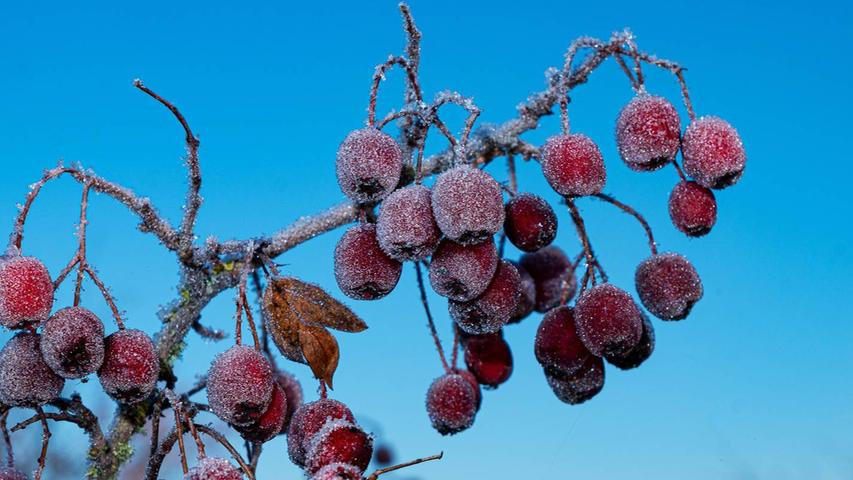 Die Weißdorn-Beeren sind vom Frost am Hainberg hübsch eingezuckert worden.