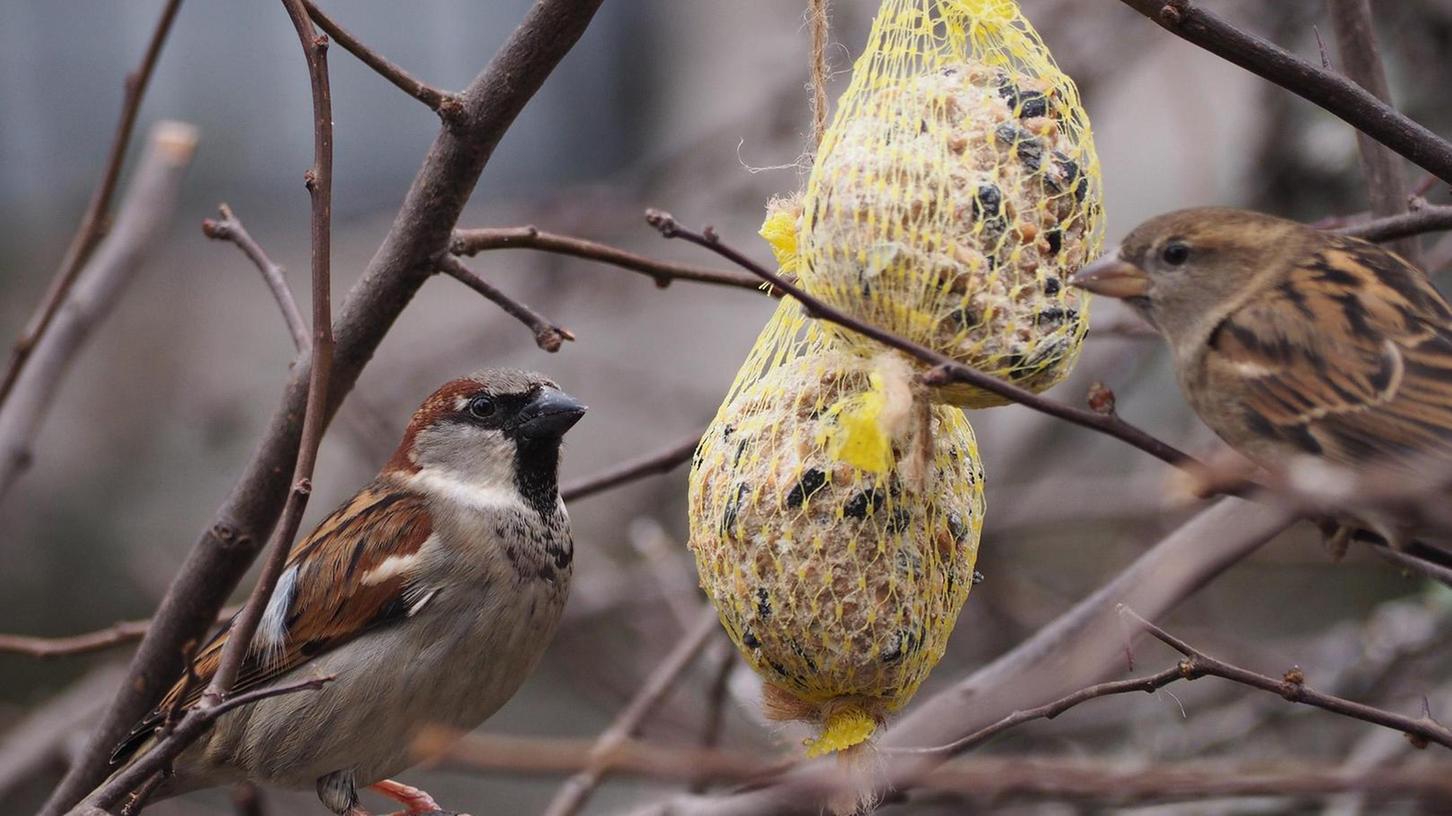 Vögel: So füttern Sie im Winter richtig