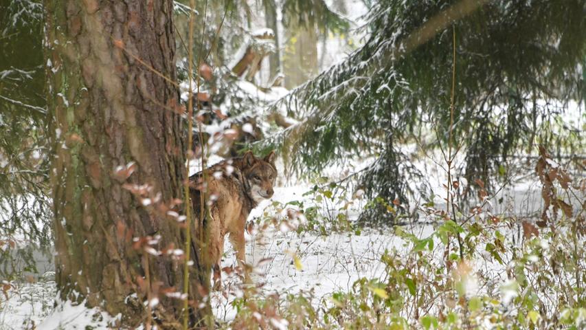 Tiere im Schnee: Ein Besuch im Wildpark Hundshaupten in der Fränkischen Schweiz